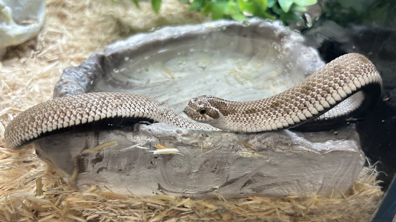 A western hognose snake inside a 40-gallon front-opening glass terrarium with aspen substrate, a warm-side cave hide, a cool-side cave hide, a ceramic water bowl, and a small humid hide box visible